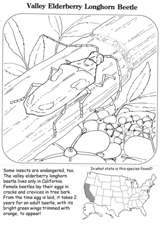 Valley Elderberry Longhorn Beetle Coloring Page